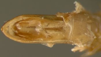 Media type: image;   Entomology 29089 Aspect: genitalia